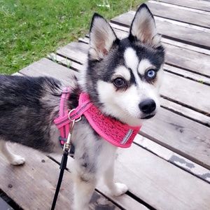 Meet your Posher, Nikki